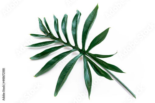 Tropical green leaf on a white background.Exotic nature styled photo, jungle composition. Green palm and aralia leaves isolated on white table background. Tropical summer holiday.