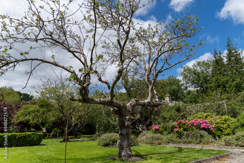 blooming tree