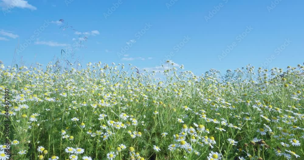 Daisies, a field of daisies, blue sky with white clouds. Daisies in the wind in the field, summer sunny day. The period of flowering of daisies. Daisies, a field of daisies, blue sky with white clouds. Daisies in the wind in the field, summer sunny day. The period of flowering of daisies.
