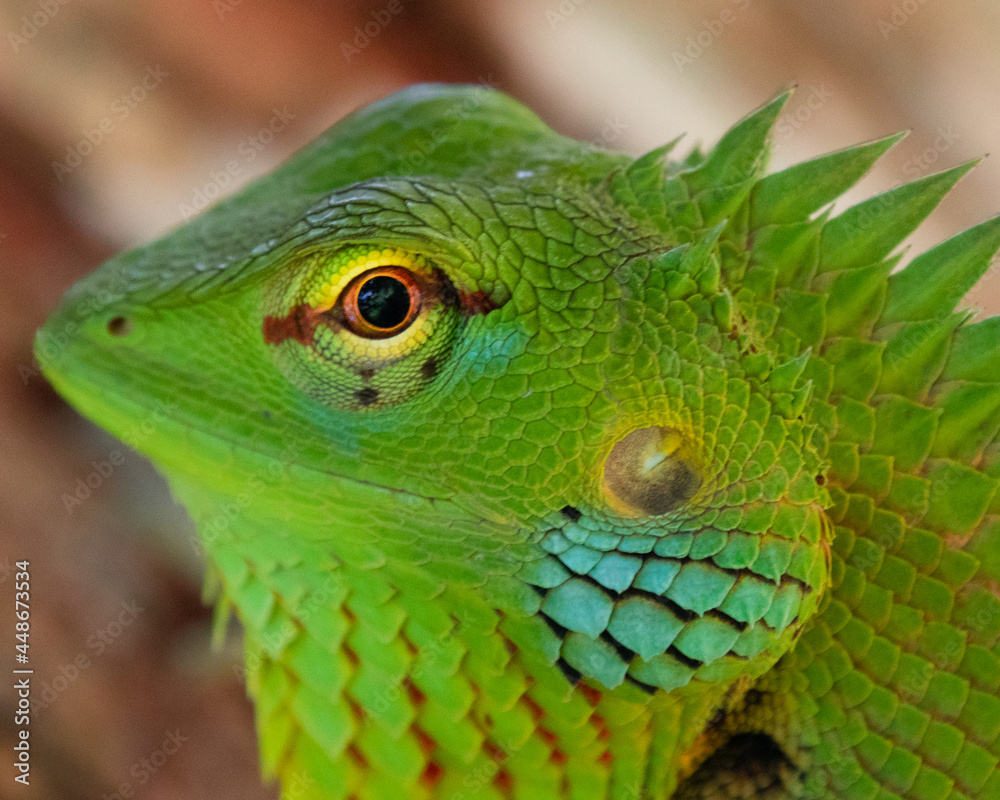 Lizard closeup colorful macro eye Lizard closeup colorful macro eye