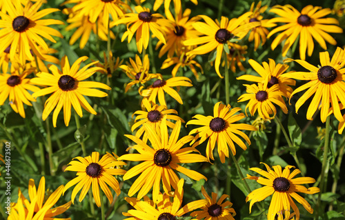 Yellow daisy with black center