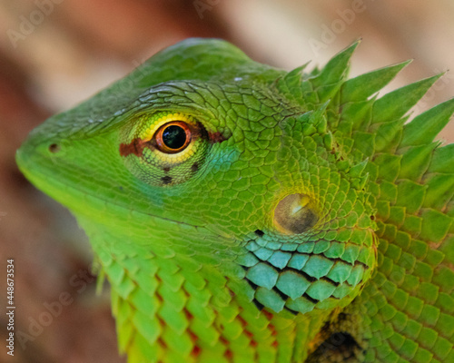 Lizard closeup colorful macro eye