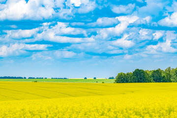 Foto auf Acrylglas Gelb eine sehr helle, übersättigte Landschaft eines Rapsfeldes in der strahlenden Sonne bei wechselhaftem Wetter mit dichten und dunklen Gewitterwolken  © Евгений Медведев