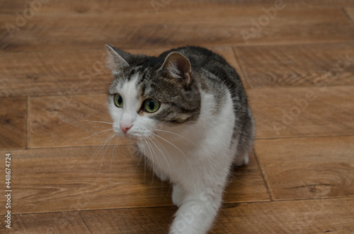white and gray cat on a wooden floor