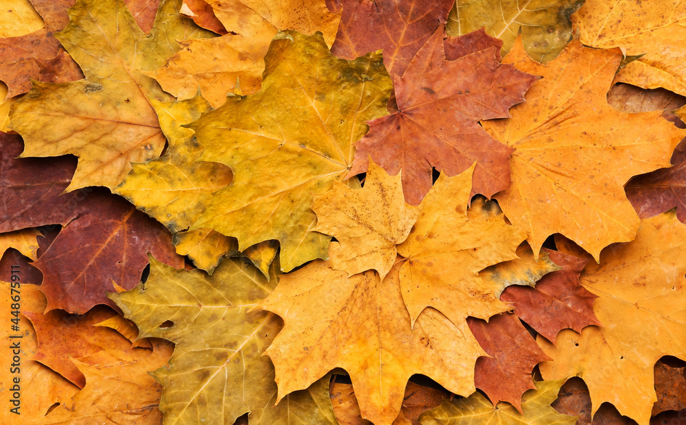 Autumn maple leaves on ancient texture. Falling leaves natural background. Seasonal background. Autumn maple leaves on ancient texture. Falling leaves natural background. Seasonal background.