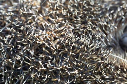 Close up of hedgehog needles texture background