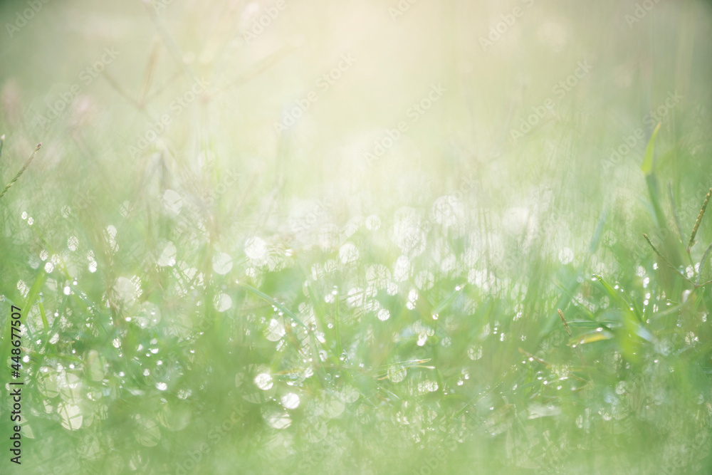 Green grass with dew background with sunlight