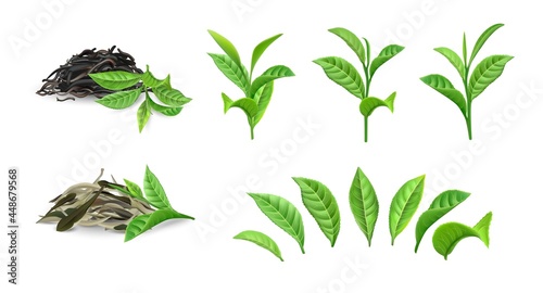 Green dry tea. Realistic bush foliage on branch and separate leaves. Morning drink closeup mockup. Dried plant heaps for brewing Chinese traditional beverages. Vector natural products