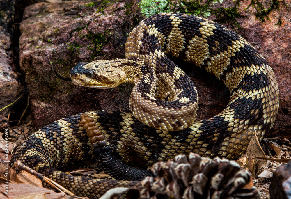 Arizona Black Tailed rattlesnake ready to strike Arizona Black Tailed rattlesnake ready to strike