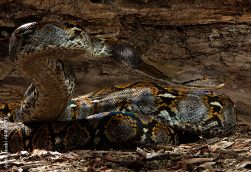 Reticulated Python looking up close up
 photo