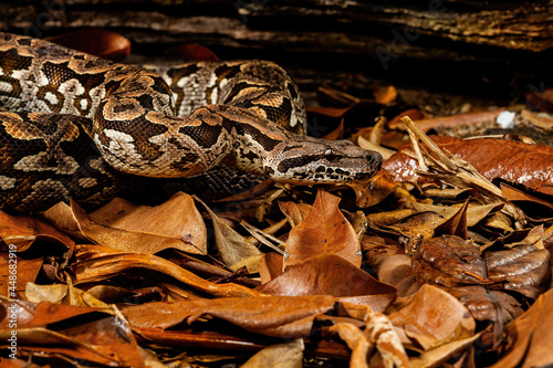 Reticulated Python Stealthy Movement photo