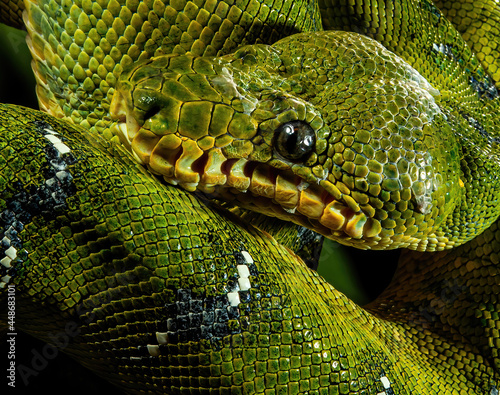 Emerald Boa Constrictor closeup of head 