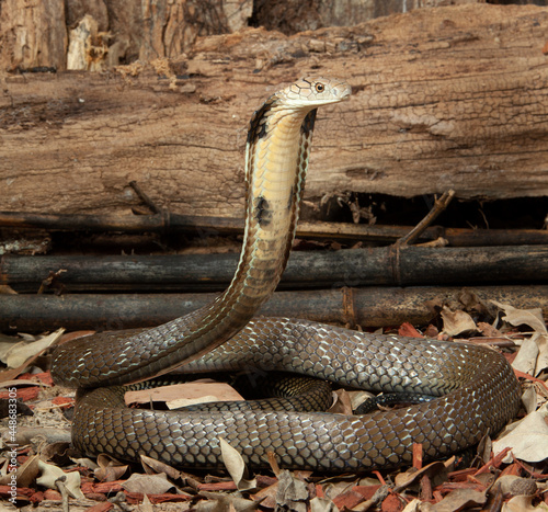 King Cobra on alert