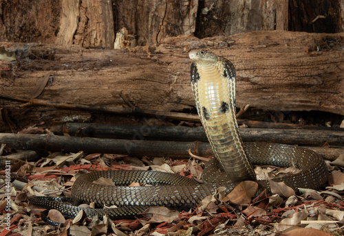 King Cobra Posing