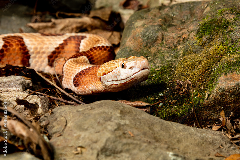Fototapeta premium Northern Copperhead moving
