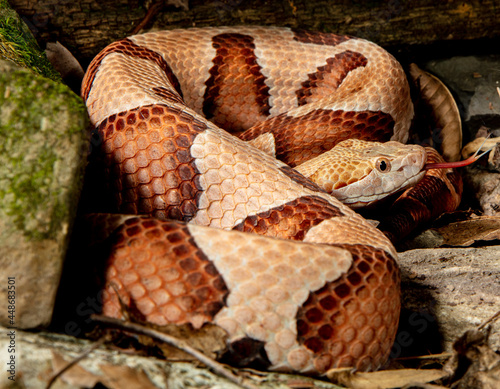 Northern Copperhead with tongue out photo