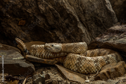 Speckled Rattlesnake on alert
