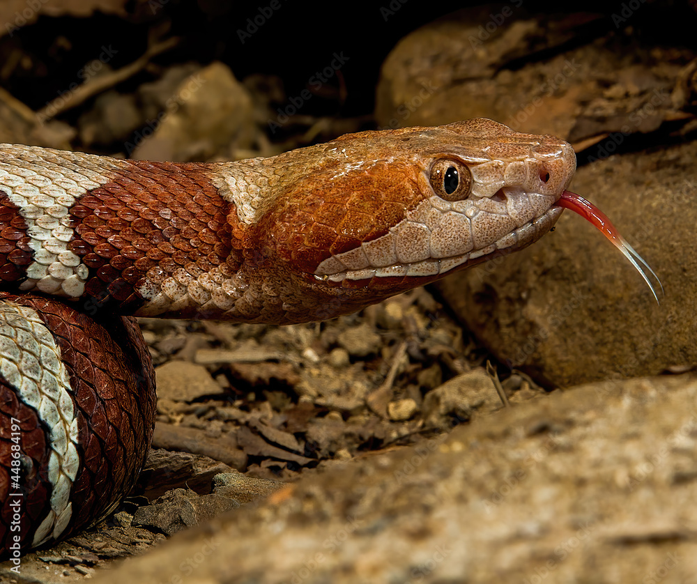 Fototapeta premium Trans Pecos Copperhead close up portrait