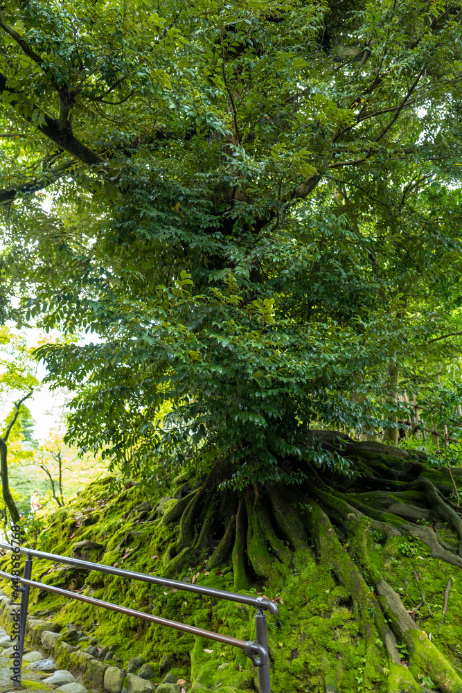 石川県金沢市にある兼六園周辺の風景 Scenery around Kenrokuen Garden in Kanazawa City, Ishikawa Prefecture, Japan.