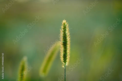 Setaria viridis wild grass on blurred background photo