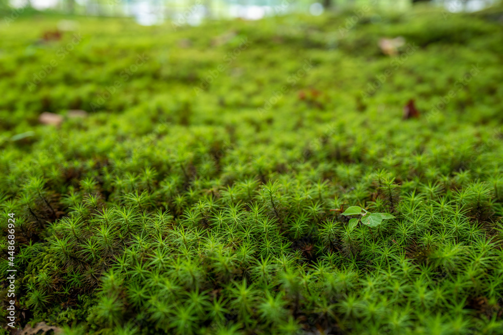 石川県金沢市にある兼六園周辺の風景 Scenery around Kenrokuen Garden in Kanazawa City, Ishikawa Prefecture, Japan.