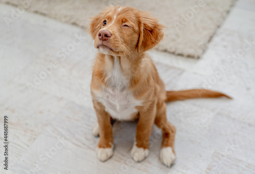 Toller puppy having fun at home