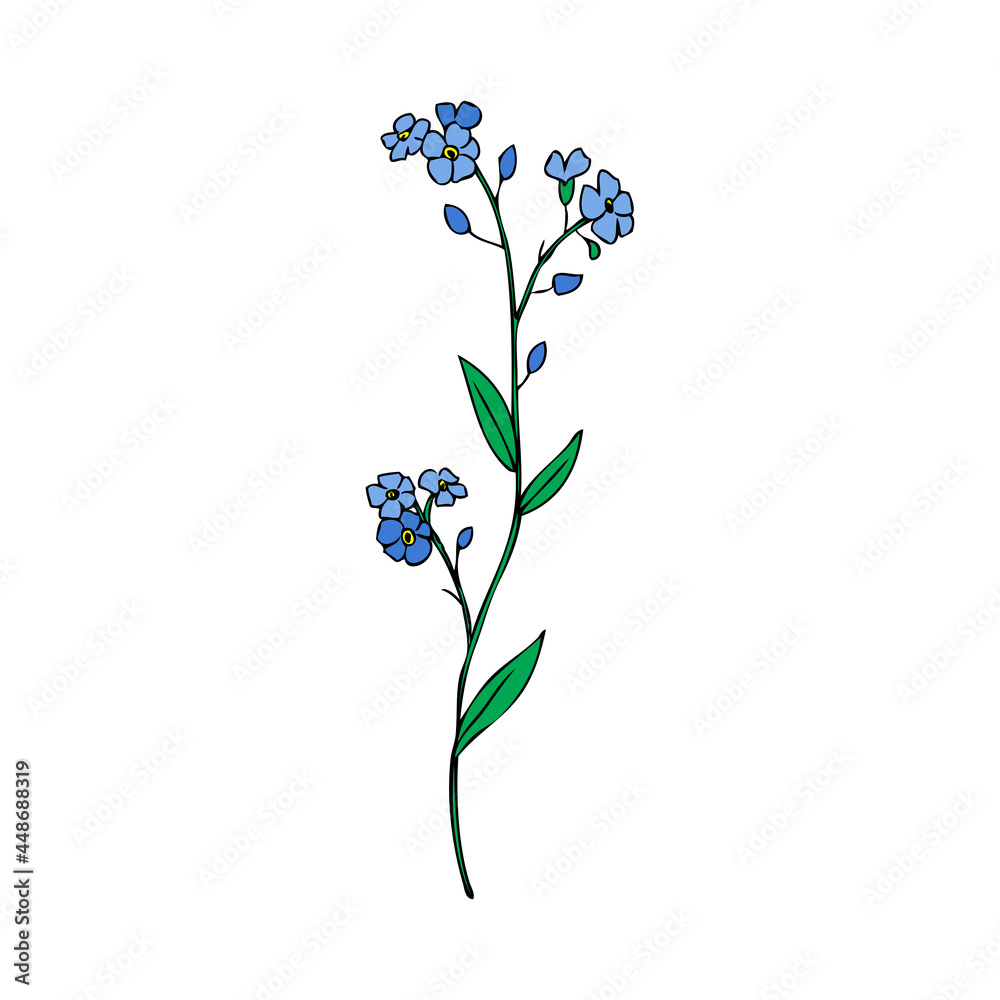 Forget-me-not flower vector illustration isolated on white background, colorful ink sketch, decorative herbal doodle, myosotis for design medicine, wedding invitation, greeting card, floral cosmetic