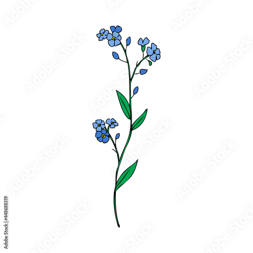 Forget-me-not flower vector illustration isolated on white background  colorful ink sketch  decorative herbal doodle  myosotis for design medicine  wedding invitation  greeting card  floral cosmetic