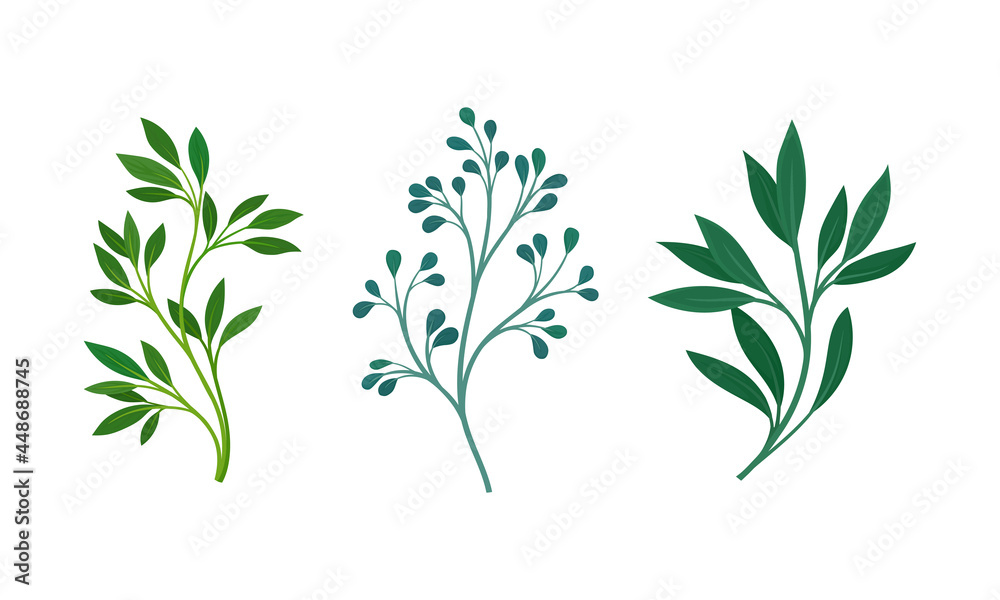 Green Twig and Branch with Leaves Vector Set Green Twig and Branch with Leaves Vector Set