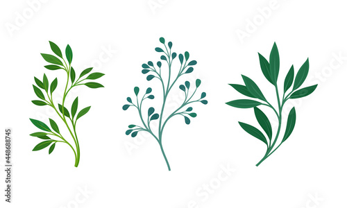Green Twig and Branch with Leaves Vector Set