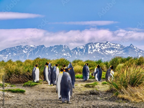 A group of king penguins  Aptenodytes patagonicus  standing together on South Georgia Island  surrounded by tussock grass  with mountains and a blue sky in the background.