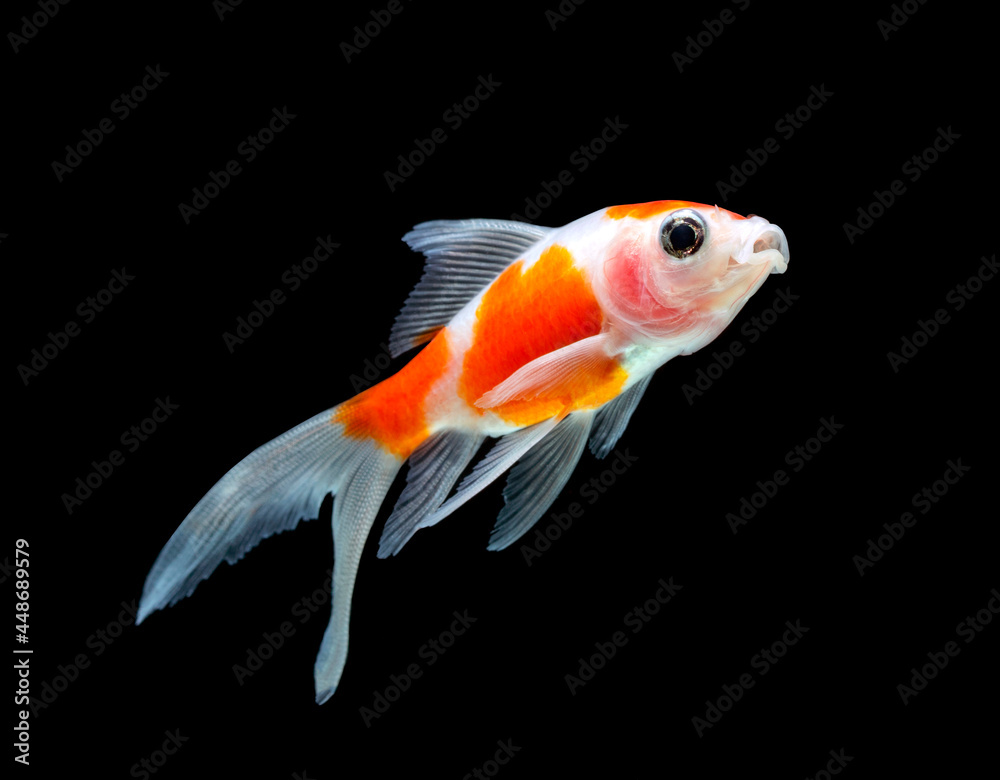 goldfish isolated on a dark black background goldfish isolated on a dark black background