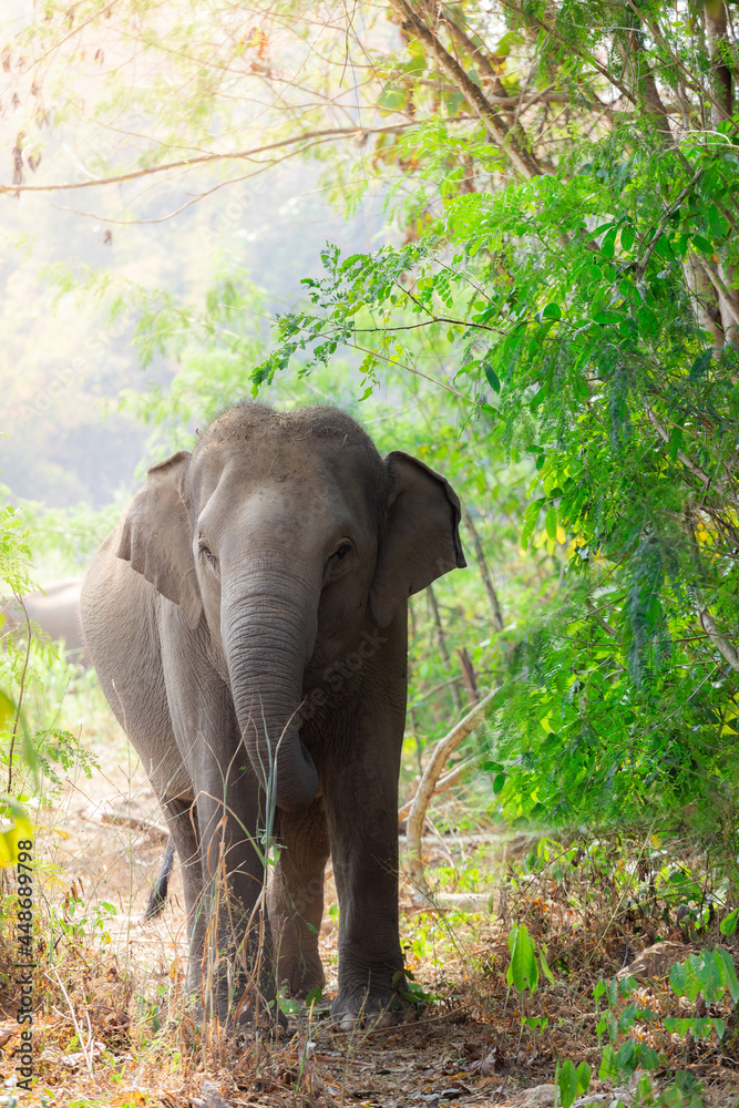 Obraz premium Asian Elephant in a nature at deep forest in Thailand