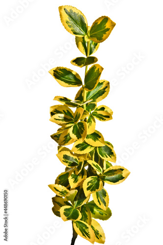 Green-yellow twigs of Euonymus on a white background