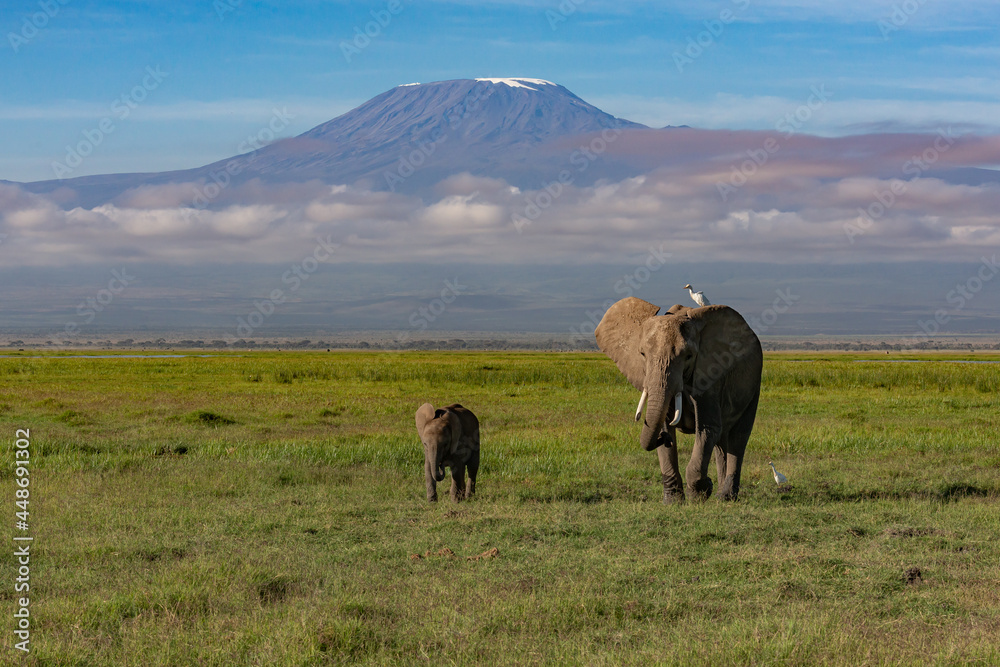 Fototapeta premium Mother and baby elephant walking in front of mount Kilimanjaro that is peaking through clouds 