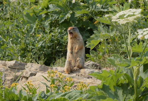 prairie dog on the ground