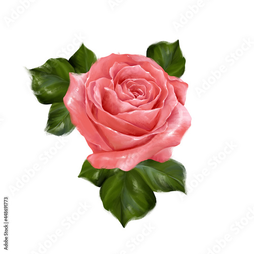 Beautifule rose with leaves  isolated on white