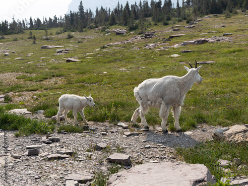 sheep in the mountains
