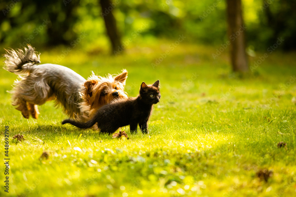 Fototapeta premium Small doggy chasing cute black kitten on the lawn