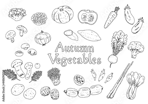 手描きモノクロ線画 秋の野菜のイラストセット Stock Vector Adobe Stock