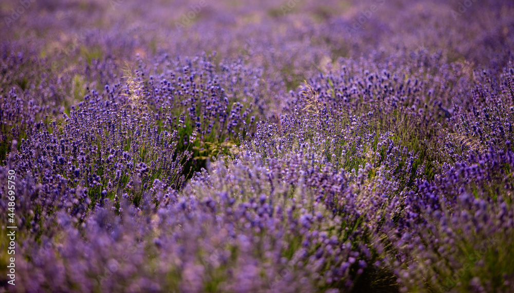 The peaceful landscape with purple lavender bushes