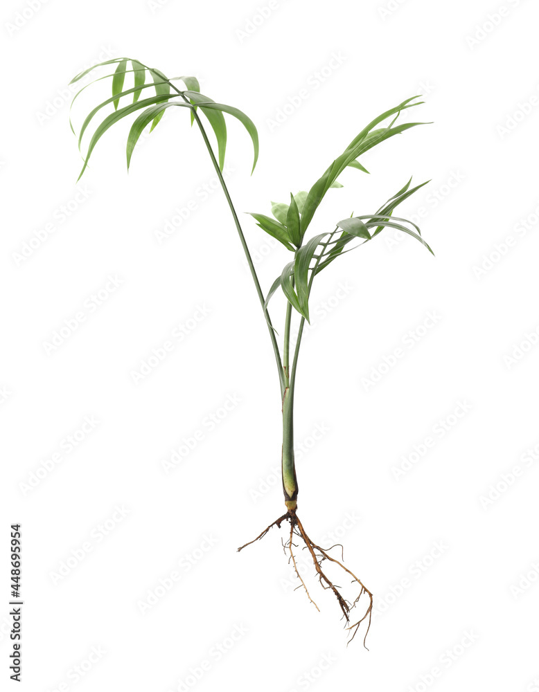 Fototapeta premium Houseplant seedling with leaves isolated on white
