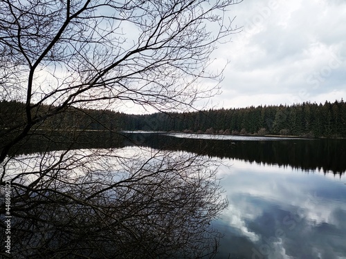 reflection of trees