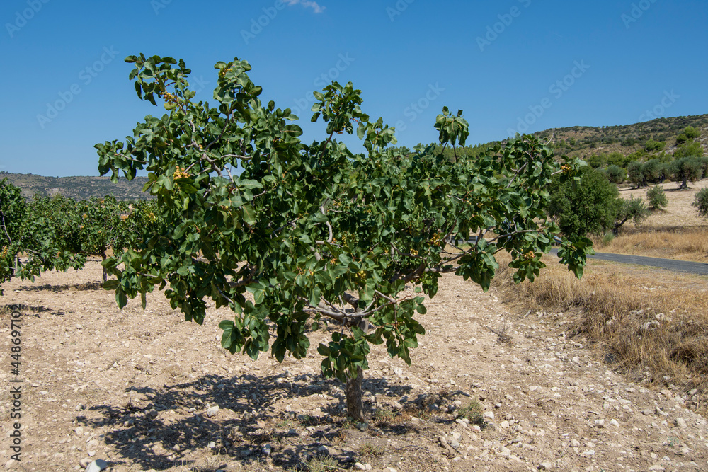 Plantación de árboles frutales de pistachos pistachero o pistacia vera