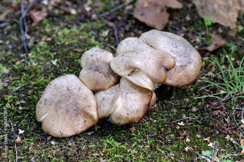 Clitocybe nebularis, known as the clouded agaric or cloud funnel mushrooms on the forest floor

