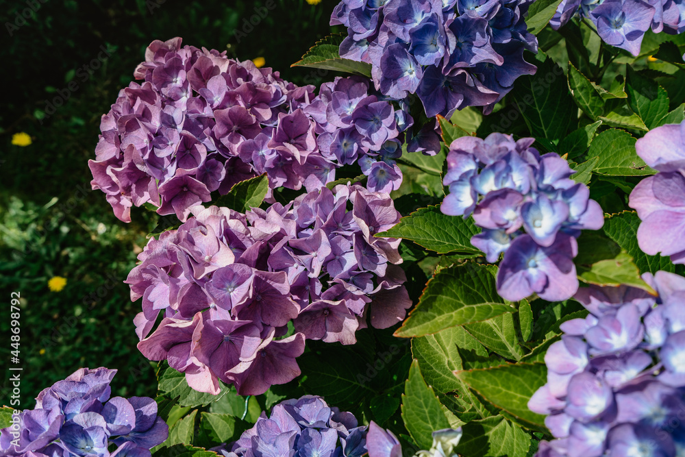 Blooming pink and purple Hydrangea flowers,Hydrangea macrophylla. Fresh summer flowers in garden. Colorful bush of hortensia. Close up of lush flowering Hortensia with green leaves.Floral concept Blooming pink and purple Hydrangea flowers,Hydrangea macrophylla. Fresh summer flowers in garden. Colorful bush of hortensia. Close up of lush flowering Hortensia with green leaves.Floral concept