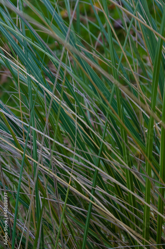 Grass wallpaper