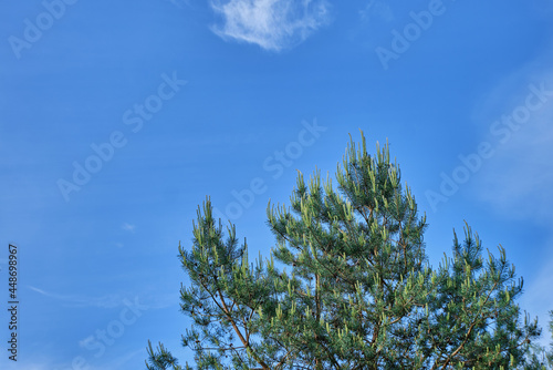 Young green pine  spruce shoots  coniferous branches  pine  spruce against the blue sky with clouds. Conifer tree on a blue background in summer in the daytime. High quality photo