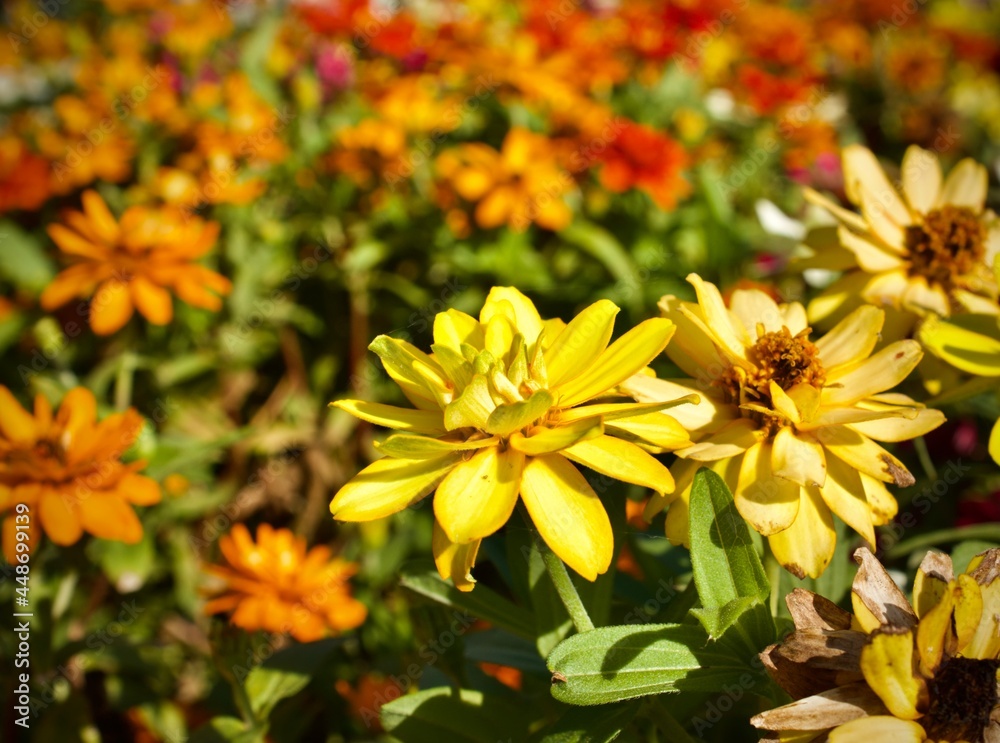 yellow chrysanthemum flowers yellow chrysanthemum flowers