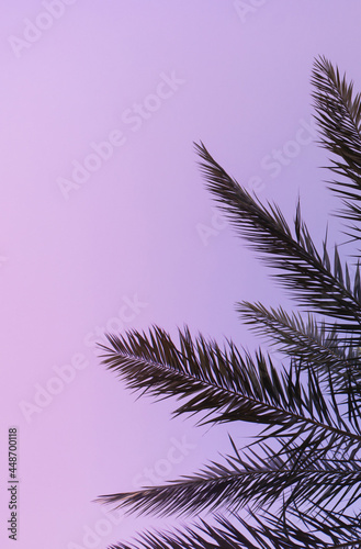 tropical palm branch at sunset background